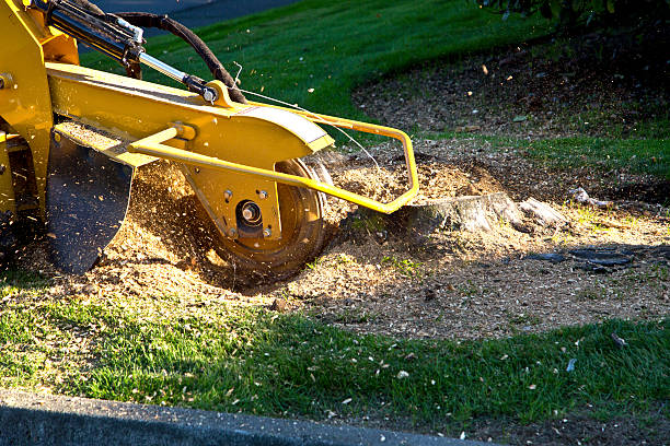 The Steps Involved in Our Tree Care Process in Gibson, AR